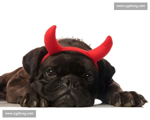 赛法斗:踢击独尊的优雅格斗艺术